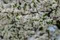 Lots of white blossom closeup Royalty Free Stock Photo