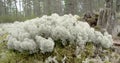 Lots of white cup lichens on the forest just like cottons FS700 Odyssey 7Q 4K