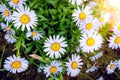 Lots of white daisies on a green background in the botanical garden