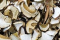 Lots of white, dried mushrooms. Close-up. View from above Royalty Free Stock Photo
