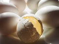 Lots of white eggs and eggshells in close -up. The concept of birth and new life. The chick has hatched , a new generation. The Royalty Free Stock Photo
