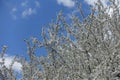 Lots of white flowers on branches of plum against blue sky in April Royalty Free Stock Photo