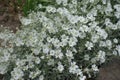 Lots of white flowers of Cerastium tomentosum in May Royalty Free Stock Photo
