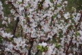 Lots of white flowers of Chinese dwarf cherry