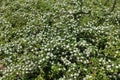 Lots of white flowers of Cotoneaster horizontalis Royalty Free Stock Photo