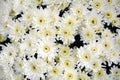 Lots of white flowers and petals, natural background, garden beauty