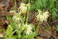 Lots white flowers in the rain