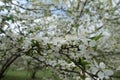 Lots of white flowers of sour cherry tree in April Royalty Free Stock Photo