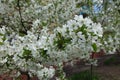 Lots of white flowers of sweet cherry in April