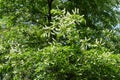 Lots of white inflorescences in the leafage of Prunus serotina tree in May Royalty Free Stock Photo