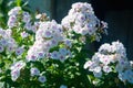 Lots of white phlox. Inflorescences of white phlox paniculata. Decorative floral background Royalty Free Stock Photo