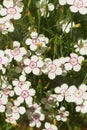 Lots of white small flowers with a crimson center of maiden pink or Dianthus deltoides. Royalty Free Stock Photo