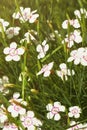 Lots of white small flowers with a crimson center of maiden pink or Dianthus deltoides. Royalty Free Stock Photo