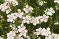 Lots of white small flowers with a crimson center of maiden pink or Dianthus deltoides. Royalty Free Stock Photo