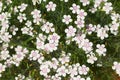 Lots of white small flowers with a crimson center of maiden pink or Dianthus deltoides. Royalty Free Stock Photo
