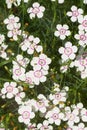 Lots of white small flowers with a crimson center of maiden pink or Dianthus deltoides. Royalty Free Stock Photo