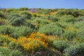 Lots of wild flower blossom at Diamond Valley Lake Royalty Free Stock Photo