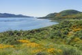 Lots of wild flower blossom at Diamond Valley Lake Royalty Free Stock Photo