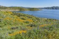 Lots of wild flower blossom at Diamond Valley Lake