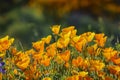 Lots of wild flower blossom at Diamond Valley Lake Royalty Free Stock Photo