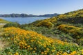 Lots of wild flower blossom at Diamond Valley Lake Royalty Free Stock Photo