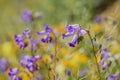 Lots of wild flower blossom at Diamond Valley Lake Royalty Free Stock Photo