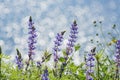 Lots of wild flower blossom at Diamond Valley Lake Royalty Free Stock Photo