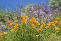 Lots of wild flower blossom at Diamond Valley Lake Royalty Free Stock Photo