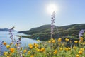 Lots of wild flower blossom at Diamond Valley Lake Royalty Free Stock Photo