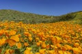 Lots of wild flower blossom at Diamond Valley Lake Royalty Free Stock Photo