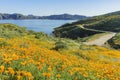 Lots of wild flower blossom at Diamond Valley Lake