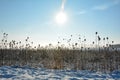 Lots of wild teasel in a field in winter landscape  with snow at sunrise Royalty Free Stock Photo