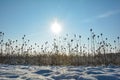 Lots of wild teasel in a field in winter with many snow at sunrise Royalty Free Stock Photo