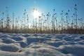 Lots of wild teasel in a field in winter with many snow at sunrise with lens flares Royalty Free Stock Photo