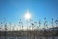Lots of wild teasel in a field in winter with snow , sun and   blue sky Royalty Free Stock Photo