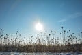 Lots of wild teasel in a field in winter with snow, sun and blue sky Royalty Free Stock Photo