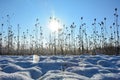 Lots of wild teasel in a field in winter with snow , sun and   lens flares Royalty Free Stock Photo