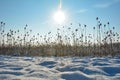 Lots of wild teasel in a field in winter with snow at sun Royalty Free Stock Photo