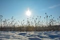 Lots of wild teasel in a field in winter with snow at sunrise Royalty Free Stock Photo