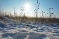 Lots of wild teasel in a field in winter with snow at sunrise Royalty Free Stock Photo