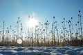 Lots of wild teasel in a field in winter with snow at sunrise with lens flares Royalty Free Stock Photo