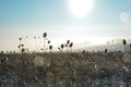 Lots of wild teasel  in winter landscape  with snow , sun and  lens flares Royalty Free Stock Photo