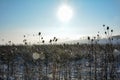 Lots of wild teasel  in winter landscape  with snow , sun and  lens flares Royalty Free Stock Photo