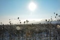 Lots of wild teasel  in winter landscape  with snow , sun , sky and  lens flares Royalty Free Stock Photo