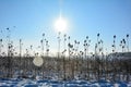 Lots of wild teasel  in winter with snow , sun and  lens flares Royalty Free Stock Photo
