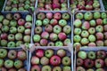 Lots of wooden crates that are full of homegrown apples in the fall. Picked apples after harvest stacked in a wooden crate. A Royalty Free Stock Photo