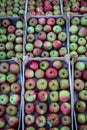 Lots of wooden crates that are full of homegrown apples in the fall. Picked apples after harvest stacked in a wooden crate. A Royalty Free Stock Photo