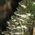 Lots of woody Polypores mushrooms growing in the form of a ladder in the forest and covered with various mosses, macro Royalty Free Stock Photo