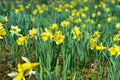 lots of yellow daffodils in a garden