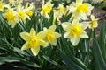 Lots of yellow daffodils in the park in spring Royalty Free Stock Photo